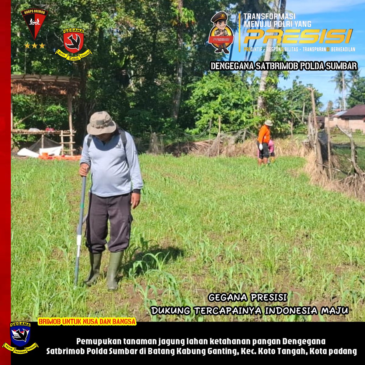 Geganasumbar's tweet photo. Anggota Dengegana Satbrimob Polda Sumbar melaksanakan pemupukan tanaman jagung lahan ketahanan pangan Dengegana dipimpin Iptu Eriyanto di Kel. Batang Kabung Ganting, Kec. Koto Tangah, Kota Padang.

#gegana
#brimobuntuknusadanbangsa
#presisi
#polri https://t.co/3aPCstLJBc