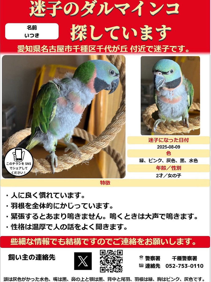 いつきちゃんの捜索にご協力をいただきありがとうございます。
いつきちゃんを逃してしまってから8週間、未だ有力な情報がありません。
どなたかにお世話になっているのか、外でがんばってくれているのか。心配でなりません。どうかご協力お願いいたします。
#インコ
#迷子
#鳥
#目撃
#保護
#名古屋市