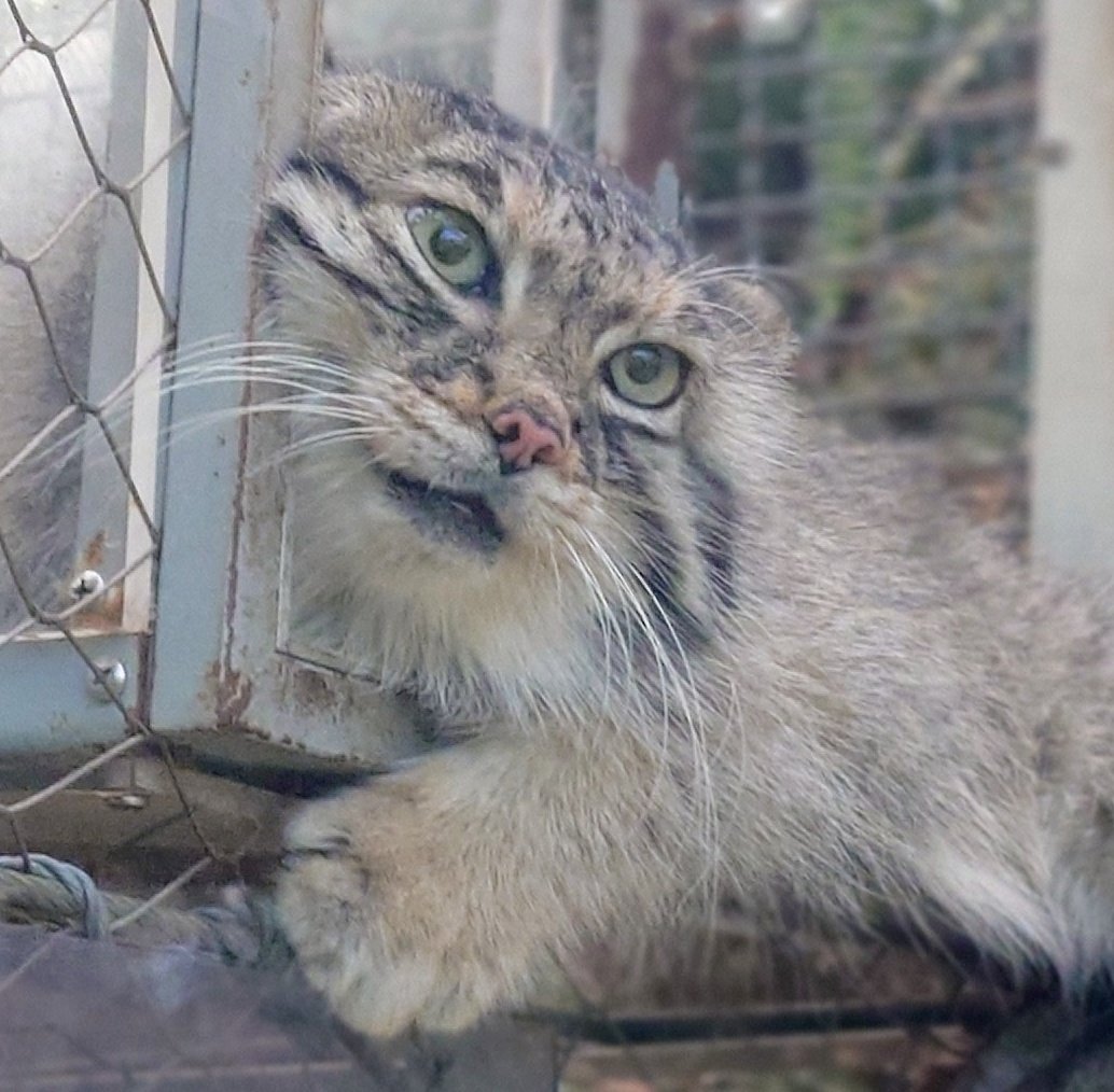 tamagorolev0820's tweet image. ふにゃふにゃな、ほんわかアズ😺🐾✨️
#神戸どうぶつ王国
#マヌルネコ
#アズ