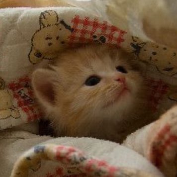 룽이 tweet media