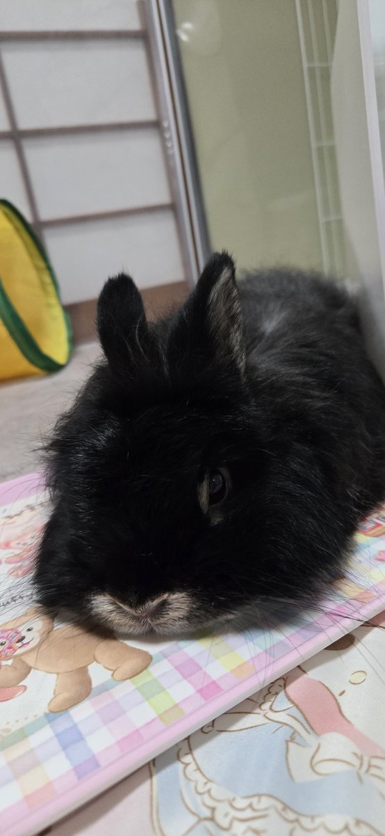 rabbit_uni's tweet photo. かわいいものの上にかわいいものが🐰 https://t.co/eePY4eWbAh