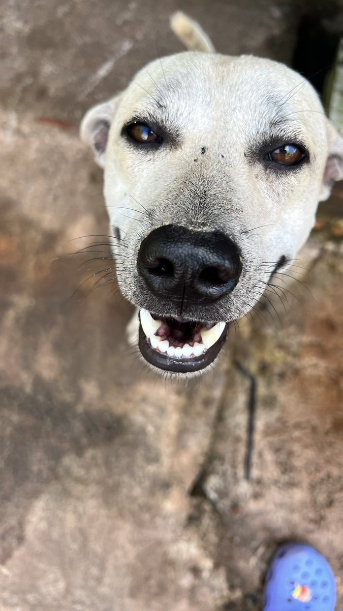 KaoLy911's tweet image. #potcake #moonlightestates doggie🐶