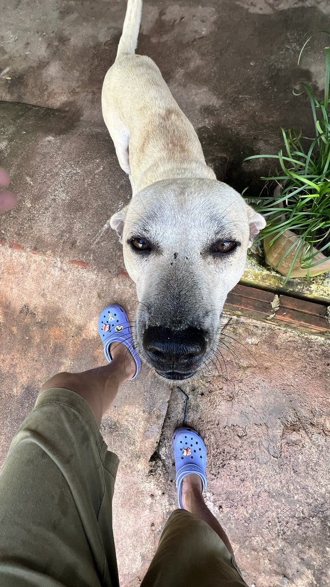 KaoLy911's tweet image. #potcake #moonlightestates doggie🐶