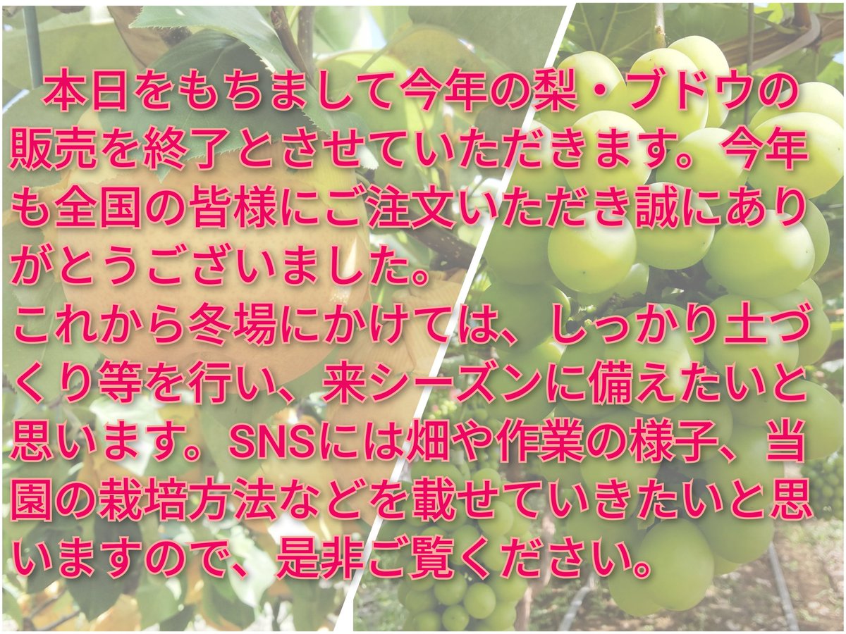 本日をもちまして、梨・ブドウの販売を終了とさせていただきます。今年も全国の皆様にご注文いただき誠にありがとうございました。
これから冬場にかけては、しっかり土づくりを行い、来シーズンに備えたいと思います。SNSには畑や作業の様子、栽培方法などを載せていきます。
#梨 #稲城市 #稲城の梨