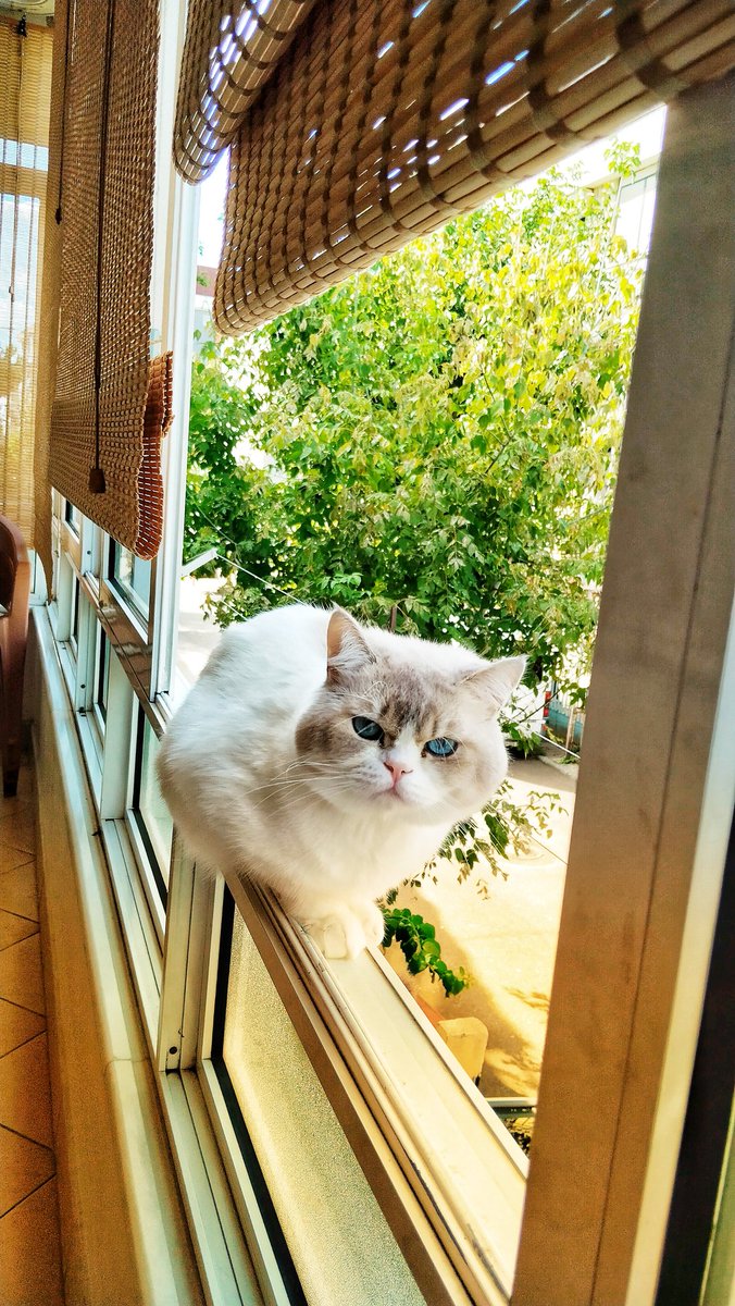 #Günün kutlu olsun pamuğum💭🍬🩶