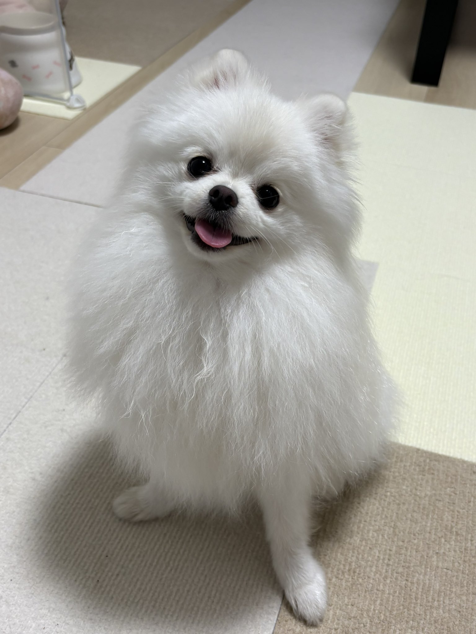 ザ・ウサギーズ大激団&ザ・プランクトンーズの雇い主(旧PN山本