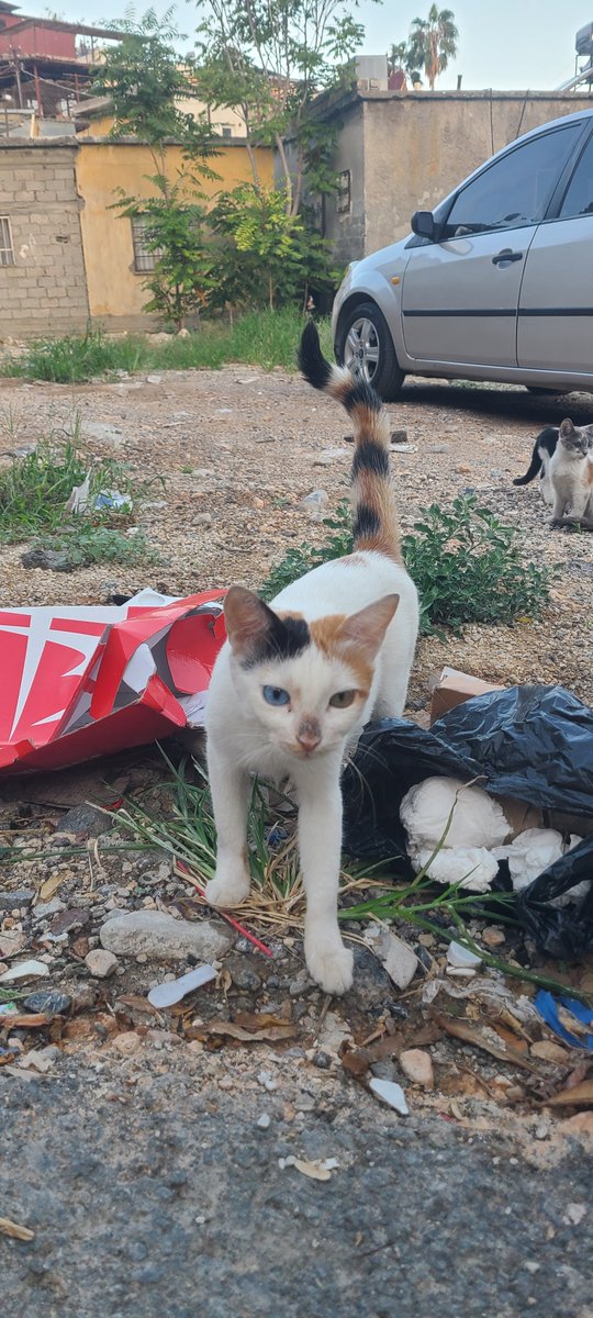 6movie1season's tweet image. Random sokaktaki kedinin güzelliğine bakın. Hala gidip petshoptan metshoptan kedi alanın aklını s. Allahın material götleri sizi. Herşey ürün sizin için değil mi