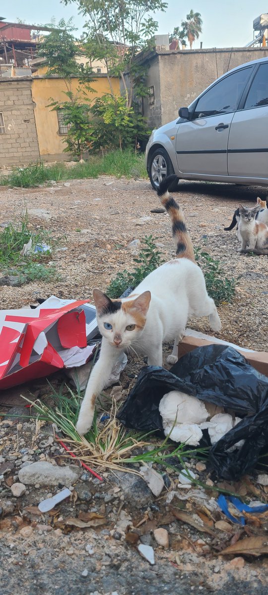 6movie1season's tweet image. Random sokaktaki kedinin güzelliğine bakın. Hala gidip petshoptan metshoptan kedi alanın aklını s. Allahın material götleri sizi. Herşey ürün sizin için değil mi