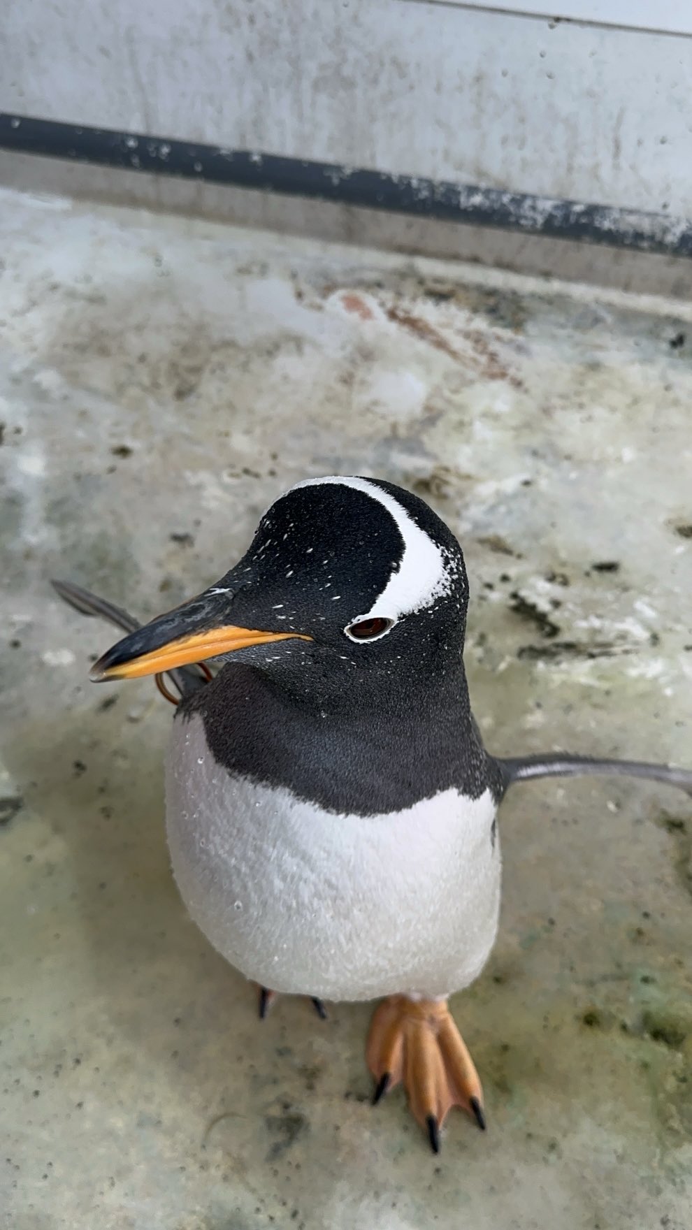 チャッキー - Search / X