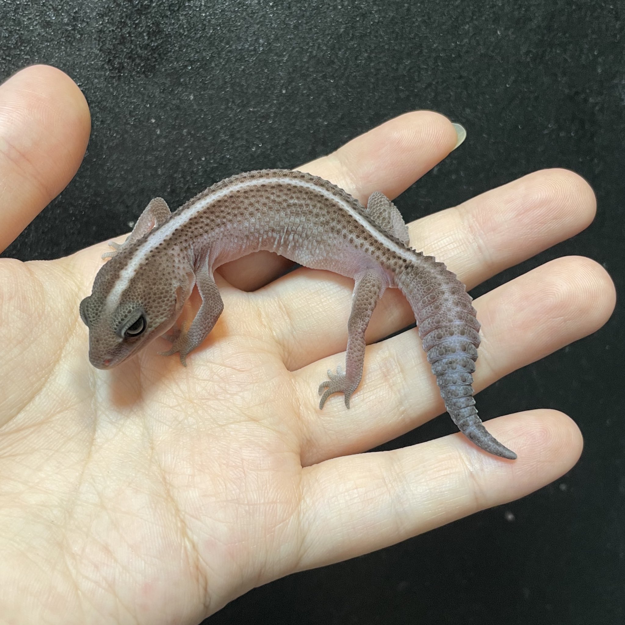 ゆきんこ 爬虫類リクエスト品 ゆきんこ 爬虫類リクエスト品 ゆきんこ 爬虫類リクエスト品 Suke