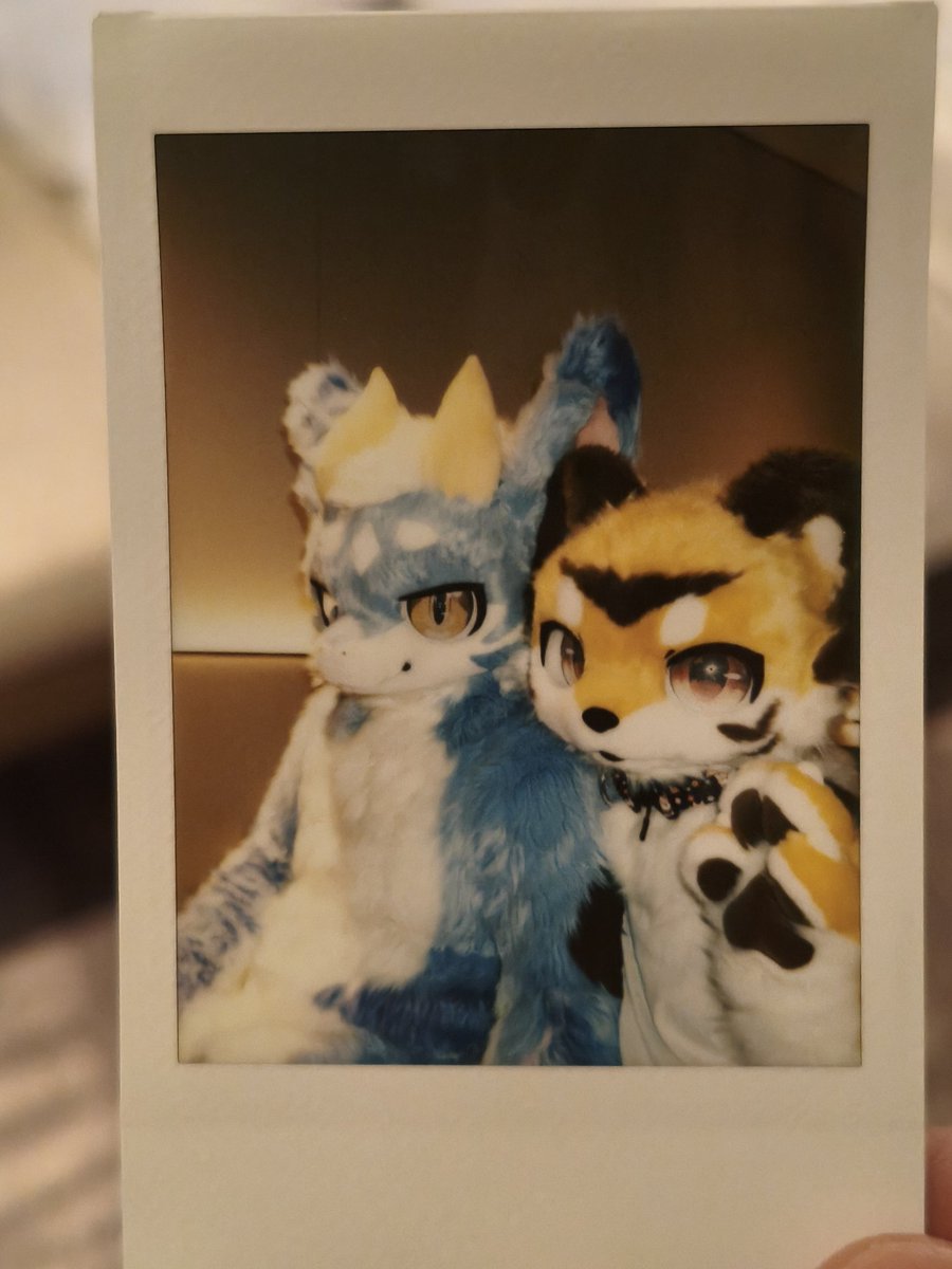 Halculus2's tweet image. 在hi furry上和对象贴贴～