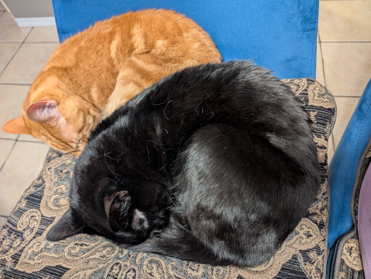 Could there be more perfect cats?