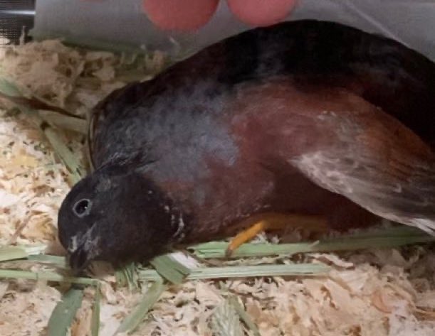 ひめうずら研究室 成鳥用配合飼料 4kg 鳥 餌 ヒメウズラ ひめうずら研究室 成鳥用配合飼料 4kg 鳥 餌 ヒメウズラ ひめ