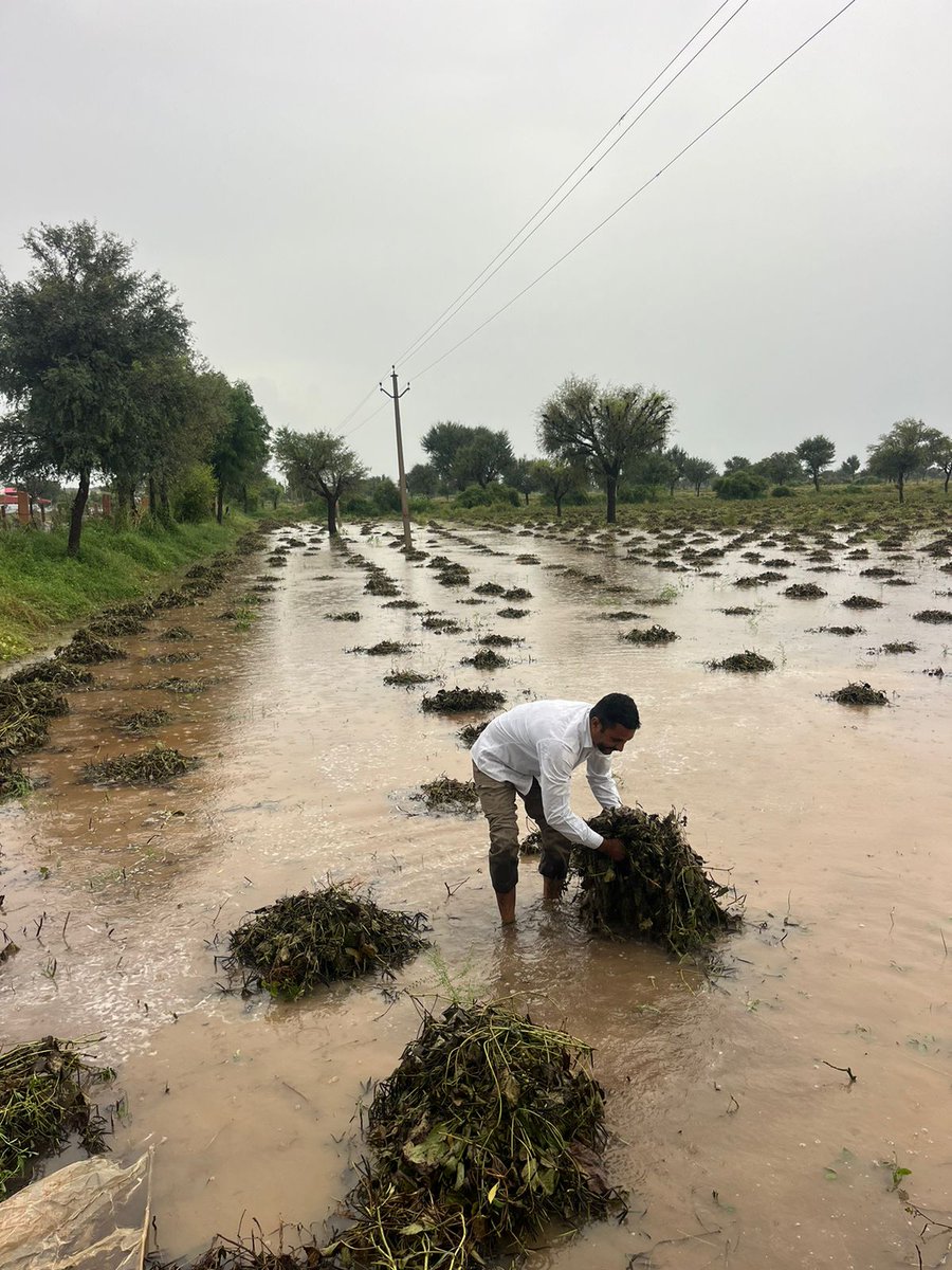 Shankar Lal Yadav (@yadav_shankar_) on Twitter photo बेमौसम हुए एक बारिश किसानों की साल भर की मेहनत पर पानी फेर देती है... 😥💔
सरकार किसानों को उचित मुआवजा दें 🙏🏻।।
#किसानों_को_मुआवजा_दो <a href="/BhajanlalBjp/">Bhajanlal Sharma</a> <a href="/pappu_dhatarwal/">Pappu Ram Choudhary</a> <a href="/hanumanbeniwal/">HANUMAN BENIWAL</a> <a href="/DrKirodilalBJP/">Dr. Kirodi Lal Meena</a> बेमौसम हुए एक बारिश किसानों की साल भर की मेहनत पर पानी फेर देती है... 😥💔
सरकार किसानों को उचित मुआवजा दें 🙏🏻।।
#किसानों_को_मुआवजा_दो <a href="/BhajanlalBjp/">Bhajanlal Sharma</a> <a href="/pappu_dhatarwal/">Pappu Ram Choudhary</a> <a href="/hanumanbeniwal/">HANUMAN BENIWAL</a> <a href="/DrKirodilalBJP/">Dr. Kirodi Lal Meena</a>