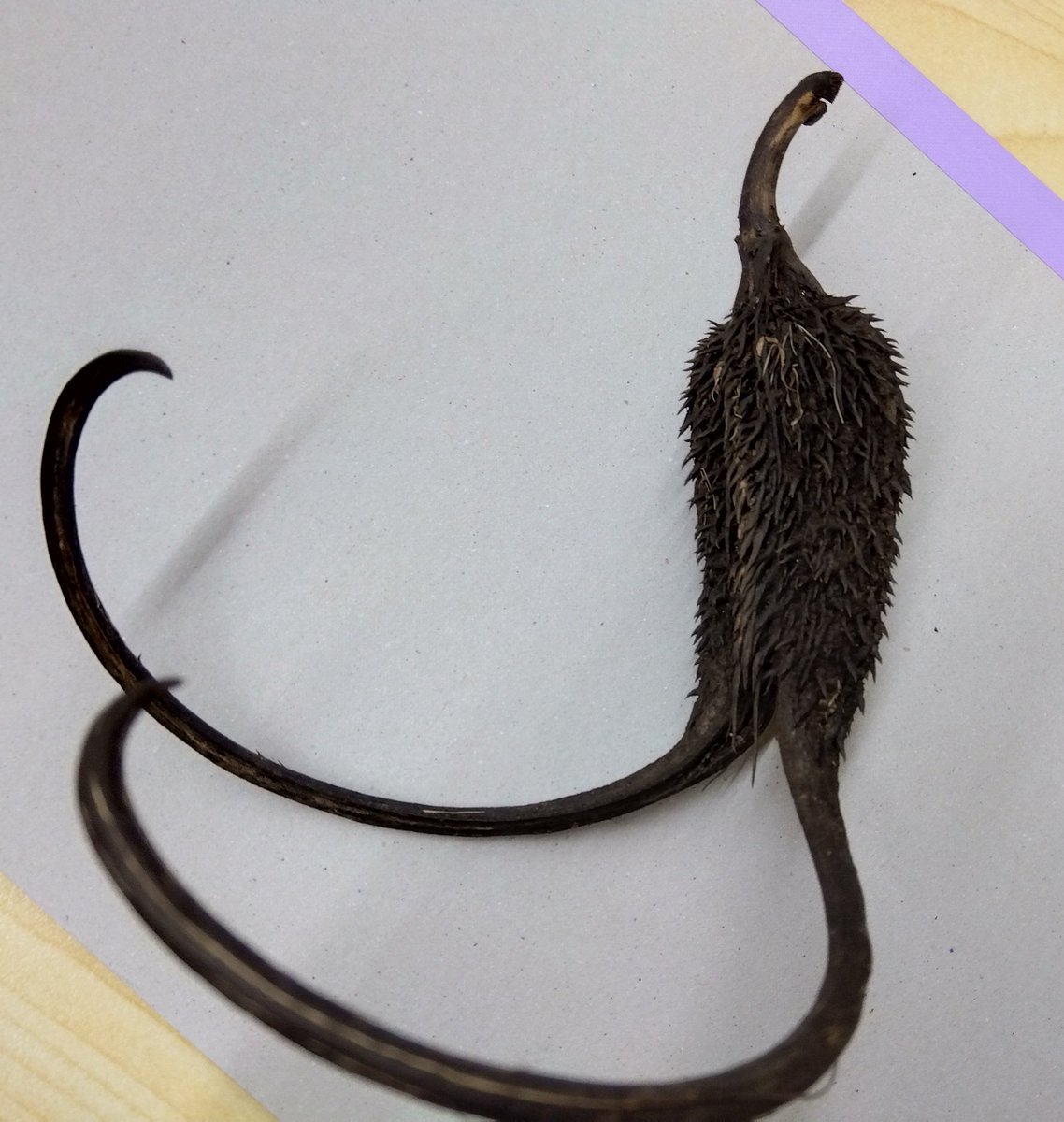 ライトノベル『うすかわいちまいむこうがわ』（豆田 麦:作）に登場するケムがミイラに !? って思った。

知人の知人の庭で採れたツノゴマという植物の実だそうです。