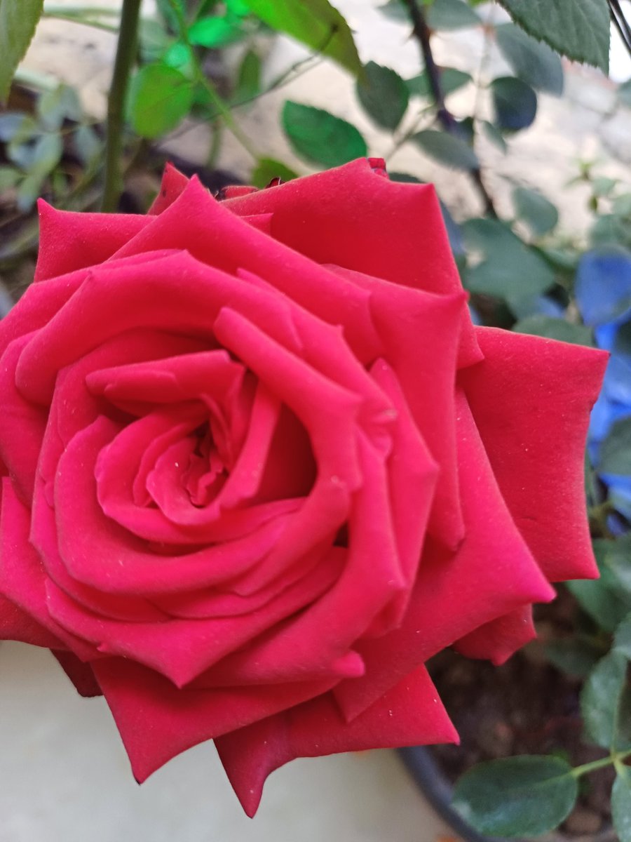 Richaghumare's tweet image. #Saw it..
#Liked it..
So clicked it..!!
#Myclick