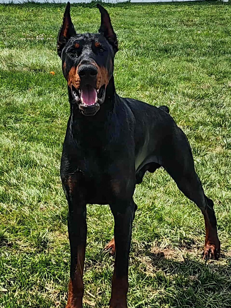 Premier Dobermans tweet media