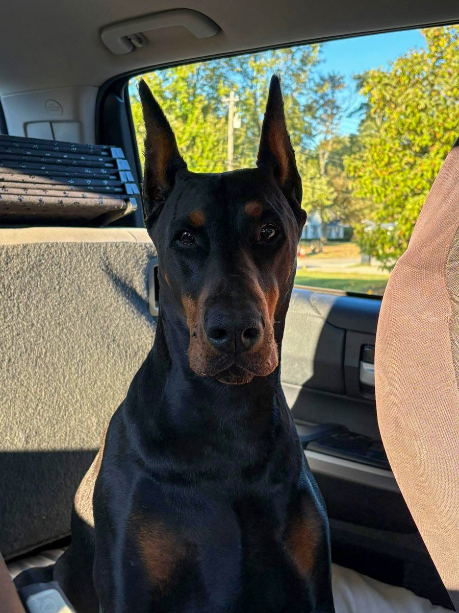 Premier Dobermans tweet media