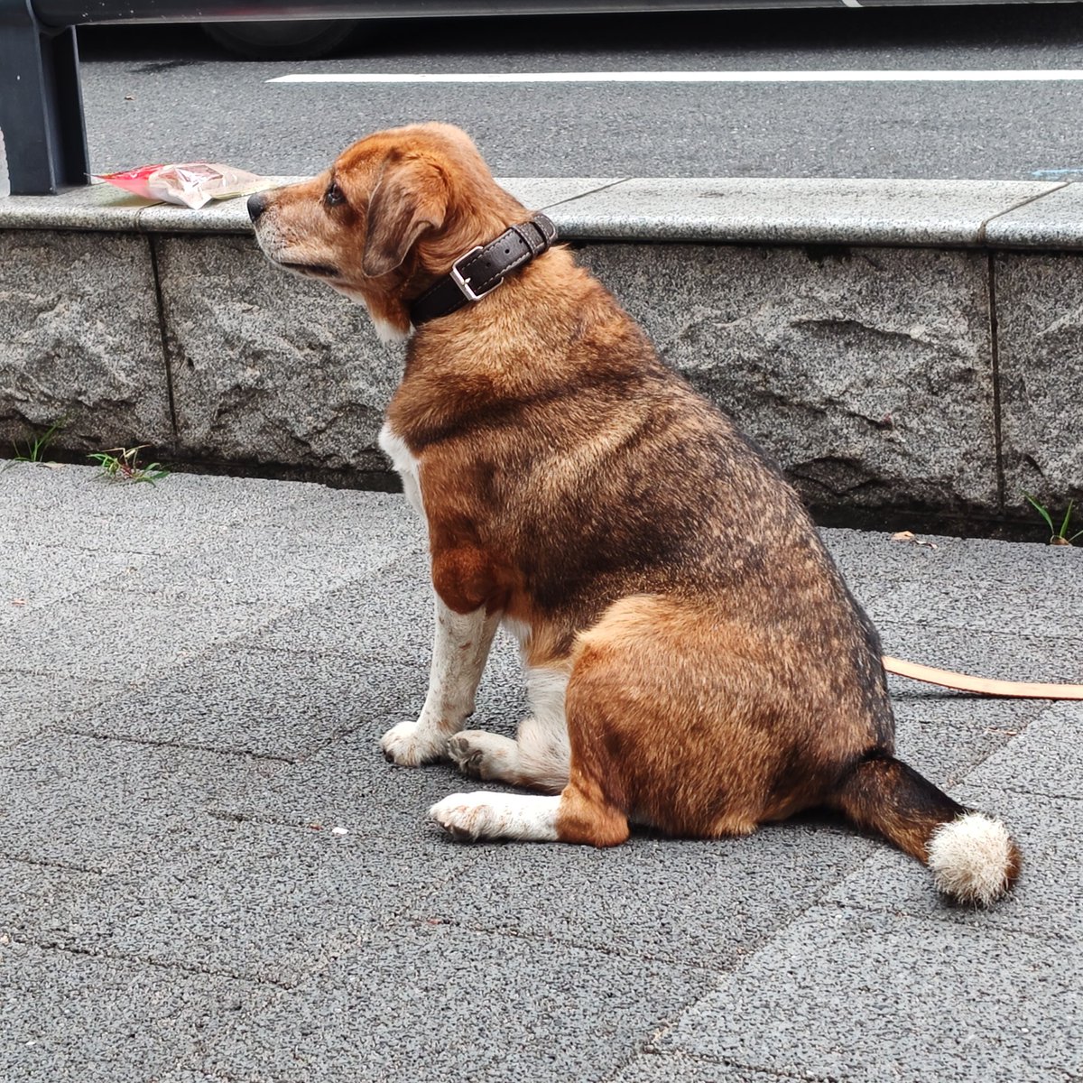 dungougban's tweet image. 大宮の #レイボックホール で映画『#石岡タロー』を鑑賞しました。何度見ても泣けます😭
水戸で出会ったタロー役のチャビちゃんを撮影しました。