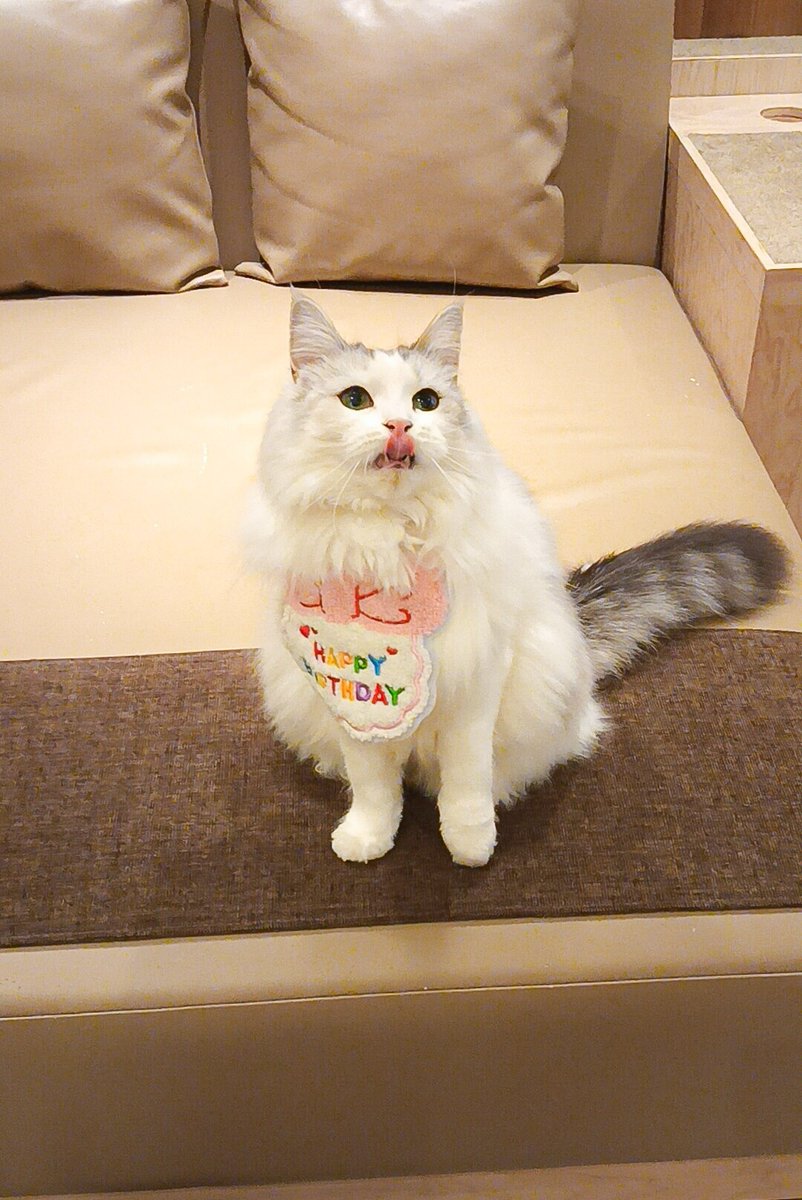 ゆき☆ワンちゃんネコちゃんシリーズ ゆき様専用☆ワンちゃんネコちゃんシリーズ