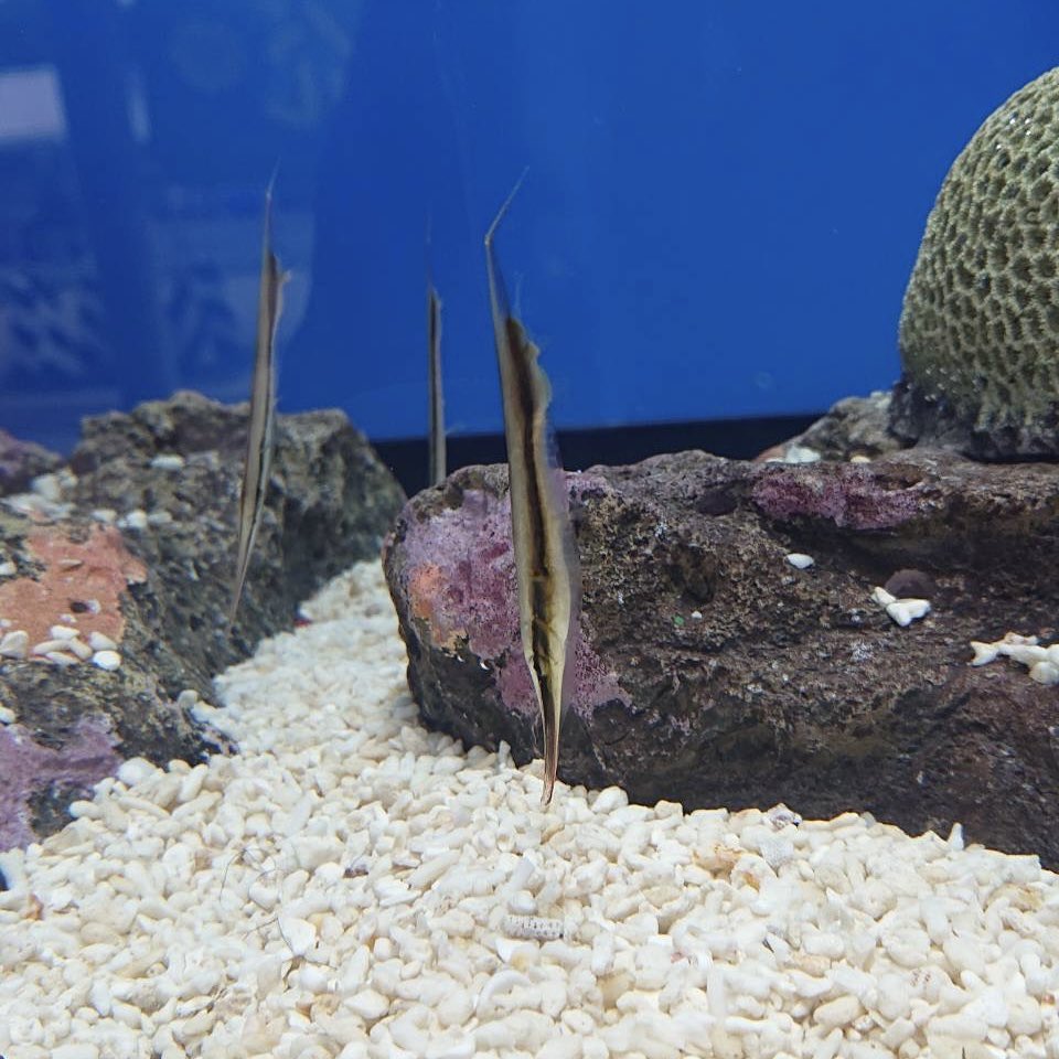 水槽 user_d1832a27 mqdefault.jpg