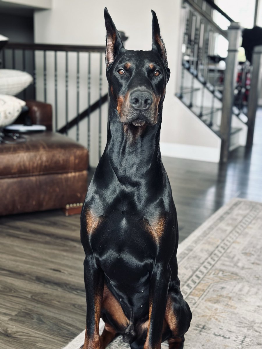 Premier Dobermans tweet media