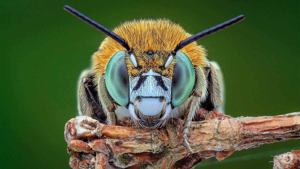 "A group of prominent biologists and philosophers announced a new consensus: There’s “a realistic possibility” that insects, octopuses, crustaceans, fish and other overlooked animals experience #consciousness."
quantamagazine.org/insects-and-ot…