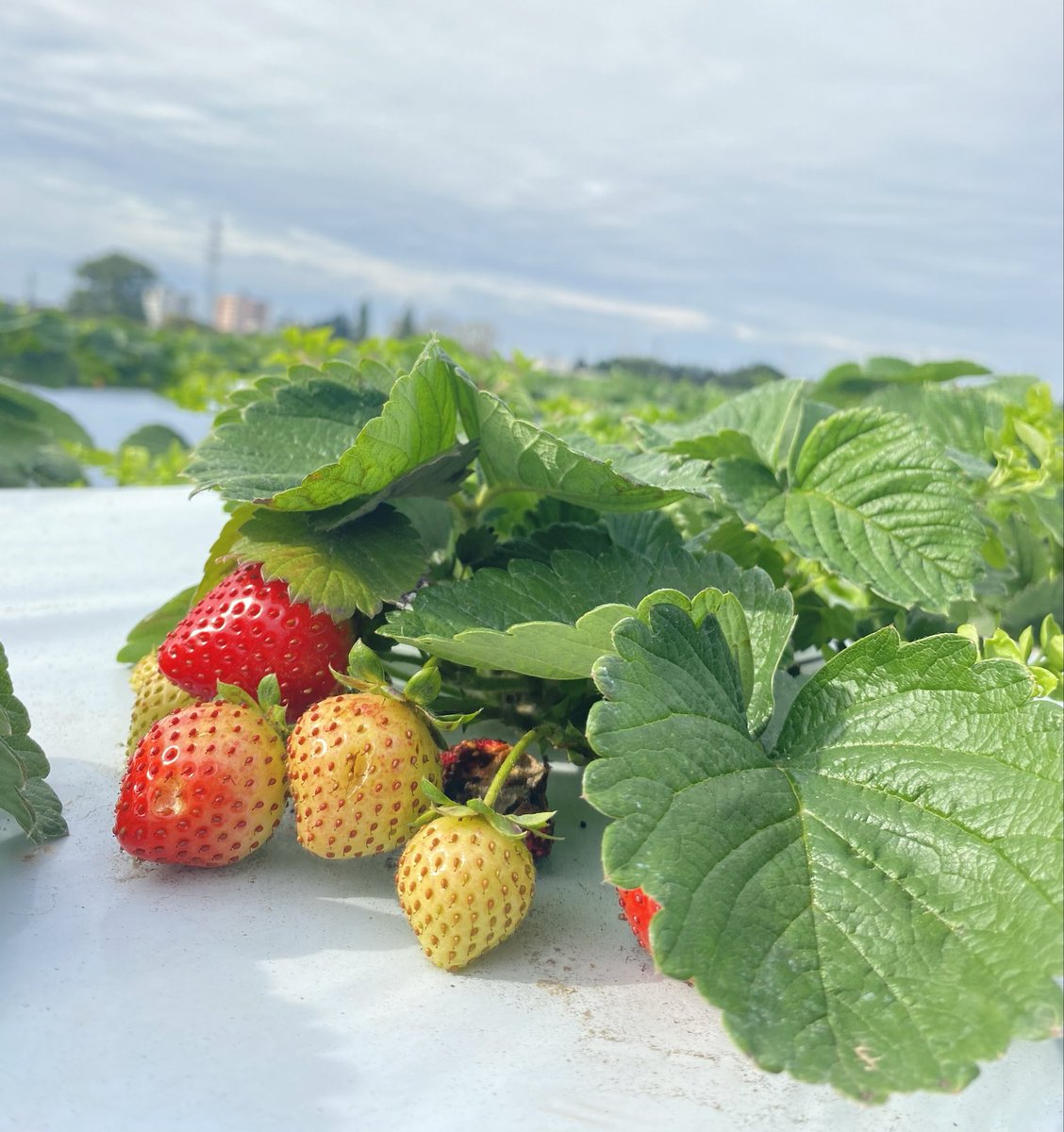 rinku_physics's tweet photo. Post a picture of seasonal fruit that you captured 😍 https://t.co/wxqHqiCMFh