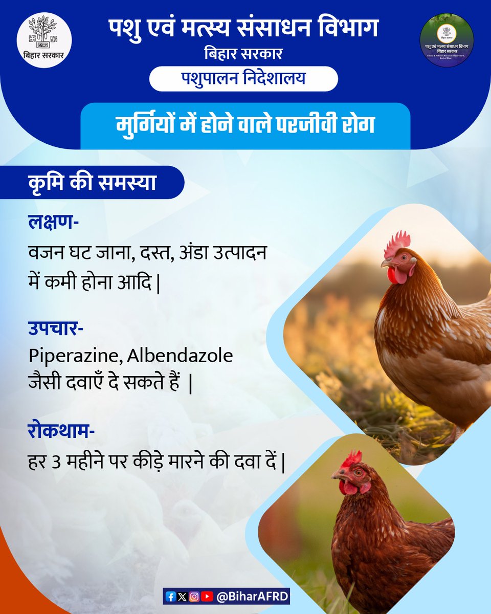 Animal & Fisheries Resources Dept., Bihar (@biharafrd) on Twitter photo मुर्गियों में होने वाली कृमि की समस्या।
<a href="/renu_bjp/">Renu Devi 🇮🇳</a> 
<a href="/Agribih/">Agriculture Department, Govt. of Bihar</a> 
<a href="/Dept_of_AHD/">Dept of Animal Husbandry & Dairying, Min of FAH&D</a> 
<a href="/IPRDBihar/">IPRD Bihar</a> 
<a href="/HorticultureBih/">Directorate Of Horticulture, Deptt of Agri, Bihar</a> 
<a href="/vijayaias/">nvijayalakshmi</a> 
#comfed
#dairy
#pashupalak
#fish
#fisheries
#BiharAnimalAndFisheriesResourcesDept मुर्गियों में होने वाली कृमि की समस्या।
<a href="/renu_bjp/">Renu Devi 🇮🇳</a> 
<a href="/Agribih/">Agriculture Department, Govt. of Bihar</a> 
<a href="/Dept_of_AHD/">Dept of Animal Husbandry & Dairying, Min of FAH&D</a> 
<a href="/IPRDBihar/">IPRD Bihar</a> 
<a href="/HorticultureBih/">Directorate Of Horticulture, Deptt of Agri, Bihar</a> 
<a href="/vijayaias/">nvijayalakshmi</a> 
#comfed
#dairy
#pashupalak
#fish
#fisheries
#BiharAnimalAndFisheriesResourcesDept