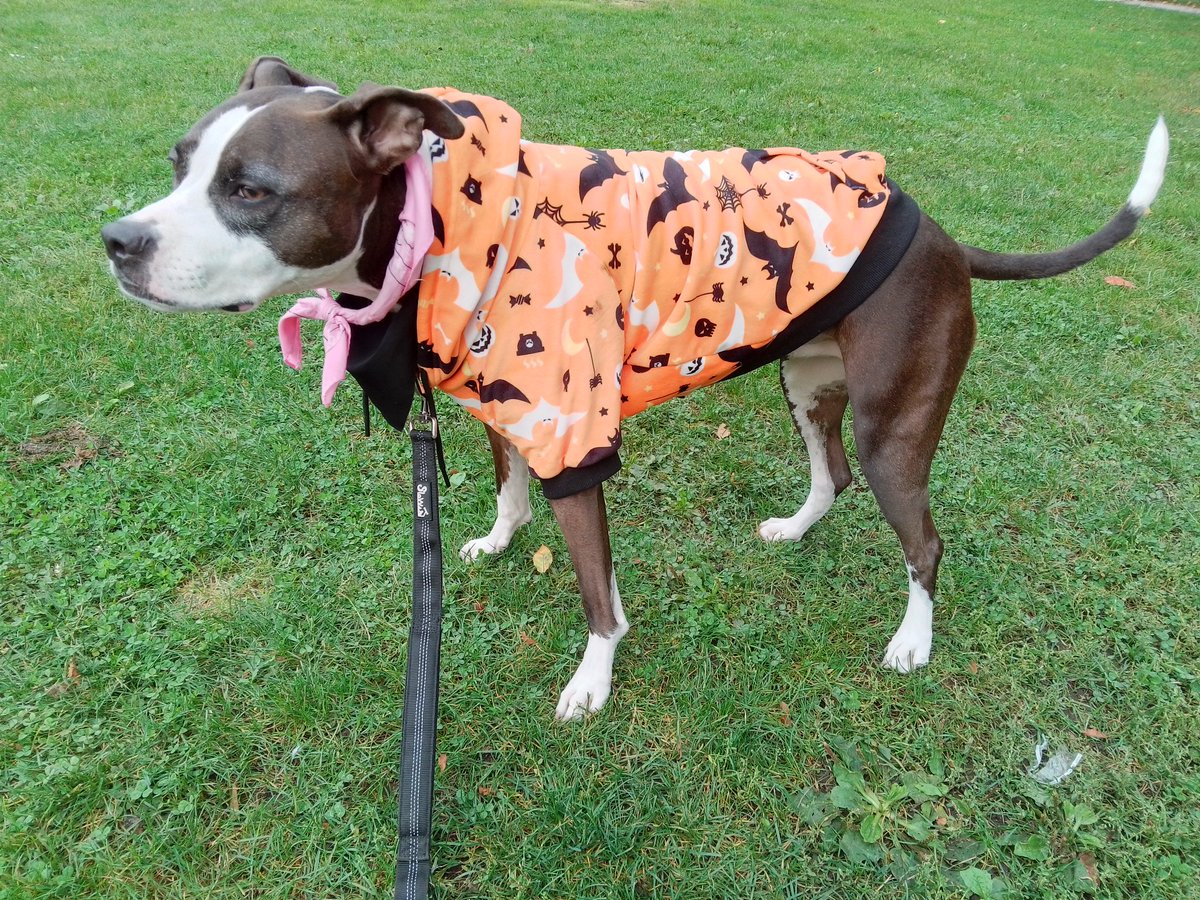 LebrockTony's tweet photo. Fri🌄🐕🏞️ Riley's 📸 Shoot💙
🐾💙🐾💙Glam👑💙🐾💙🐾
#dogmodel #modelreveal #dogstar #pittiepride #pibble #dogpose #proudmom #dogs #dogshowdivas #ilovemydog #dogphotography #workingit
#MadamRiley https://t.co/3Xv6I6xont