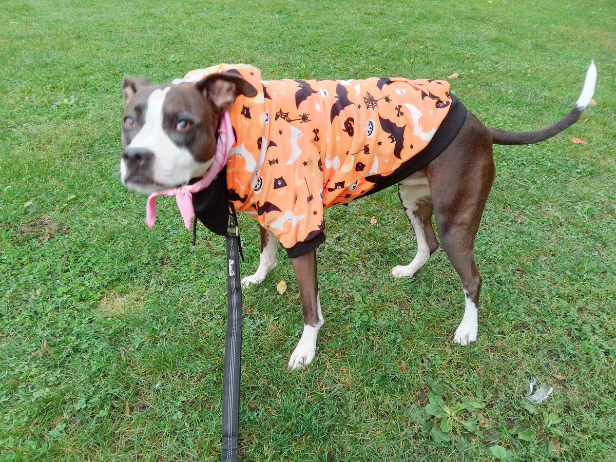 LebrockTony's tweet photo. Fri🌄🐕🏞️ Riley's 📸 Shoot💙
🐾💙🐾💙Glam👑💙🐾💙🐾
#dogmodel #modelreveal #dogstar #pittiepride #pibble #dogpose #proudmom #dogs #dogshowdivas #ilovemydog #dogphotography #workingit
#MadamRiley https://t.co/3Xv6I6xont
