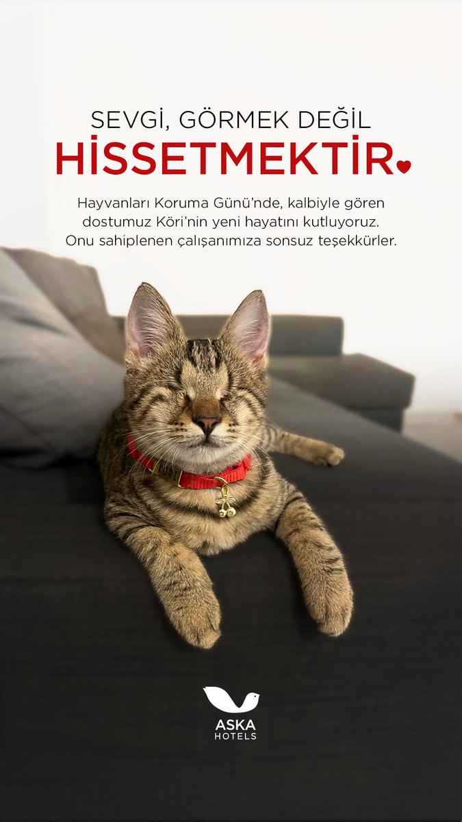Sevgi, sadece görmek değil, derinlemesine hissetmektir.
Bugün, Hayvanları Koruma Günü'nde, kalbiyle görebilen ve tüm dünyasına sevgiyle bakan dostumuz Köri'nin yeni hayatını kutluyoruz. 🐾💖 Ona kucak açan ve sıcak bir yuva sağlayan çalışanımıza sonsuz teşekkürlerimizi sunuyoruz.