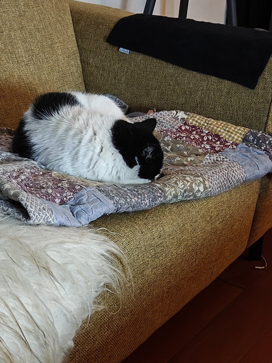 Lekker binnen slapen met dit natte weer. Als zwerfkater heb ik het wel getroffen met dit huisje waar de me eten geven en voor mij zorgen omdat ik bij niemand hoor en geen chip heb. Ben hier al 8 jaar #catsoftwitter