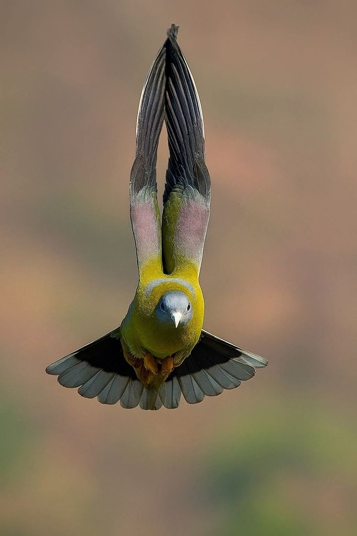 Wildlife Wonders tweet media