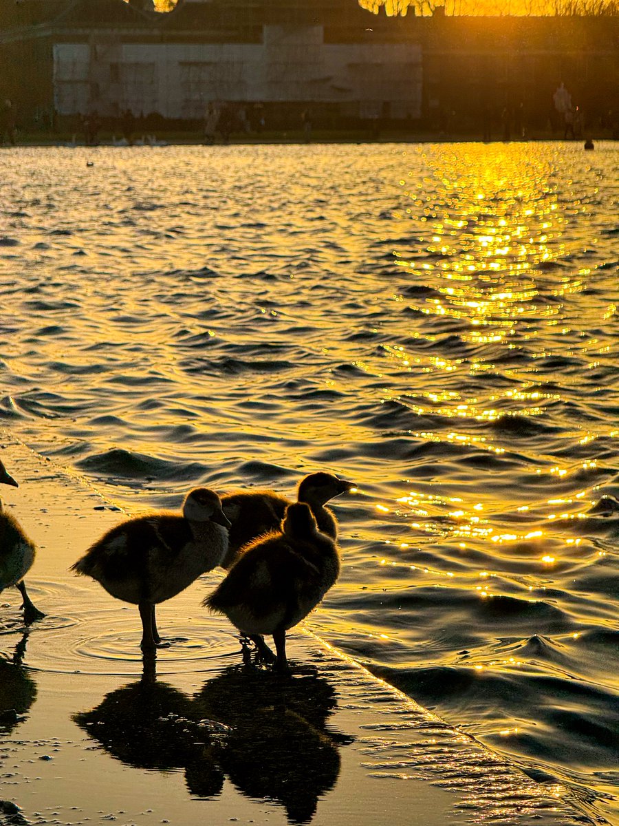 tarikfma's tweet image. Three and a half ducklings