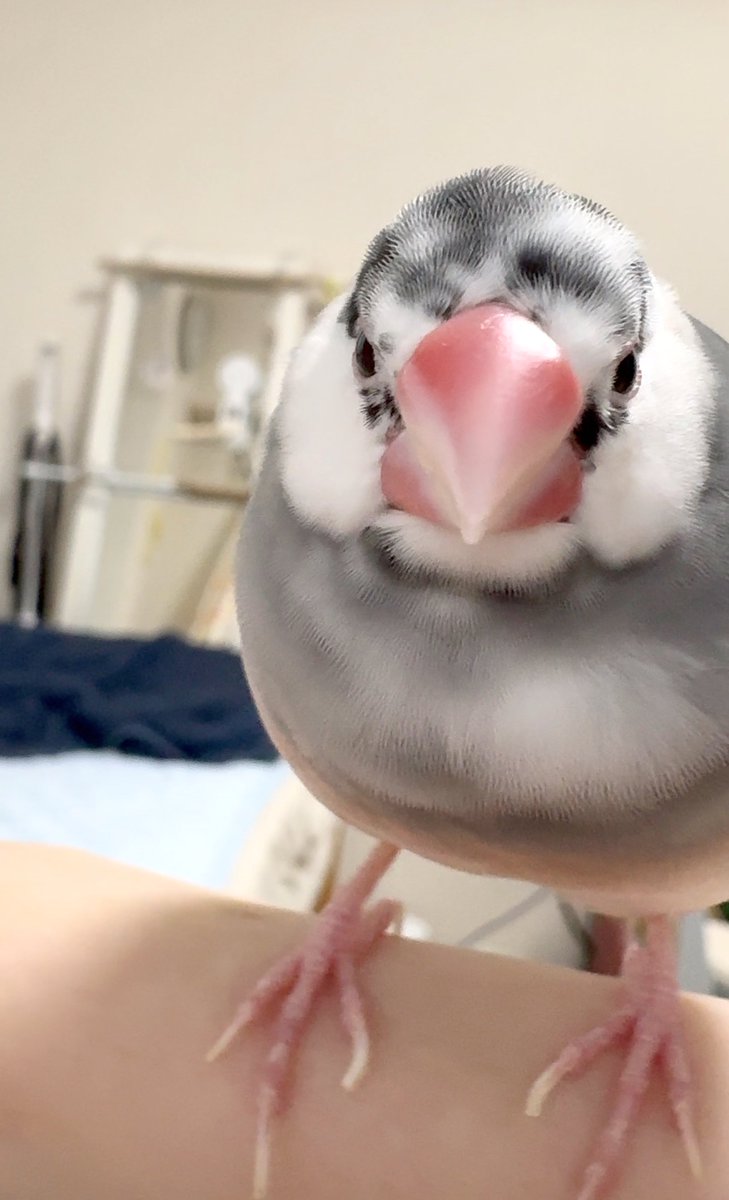 ふくちゃんページ ふくちゃん (@do_the_fukuchan) / X