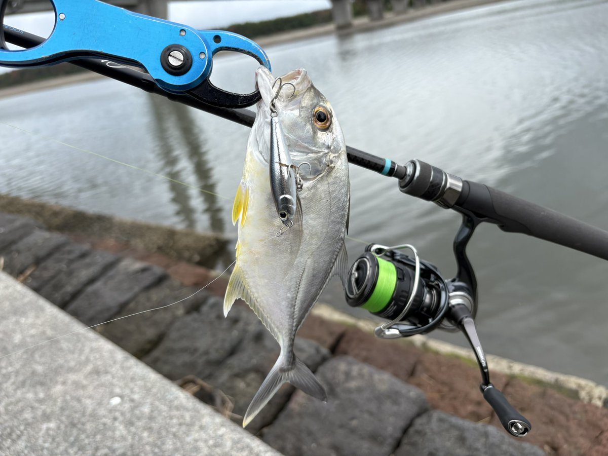Hiro_MHworks's tweet photo. トップゲーム最高。
小さい魚もアグレッシブに当たってくる。
#SOGAINY
#Shinkirow
#MonsterKiss
#NW99
#LUCKオリカラ https://t.co/8glqZe9Q5T
