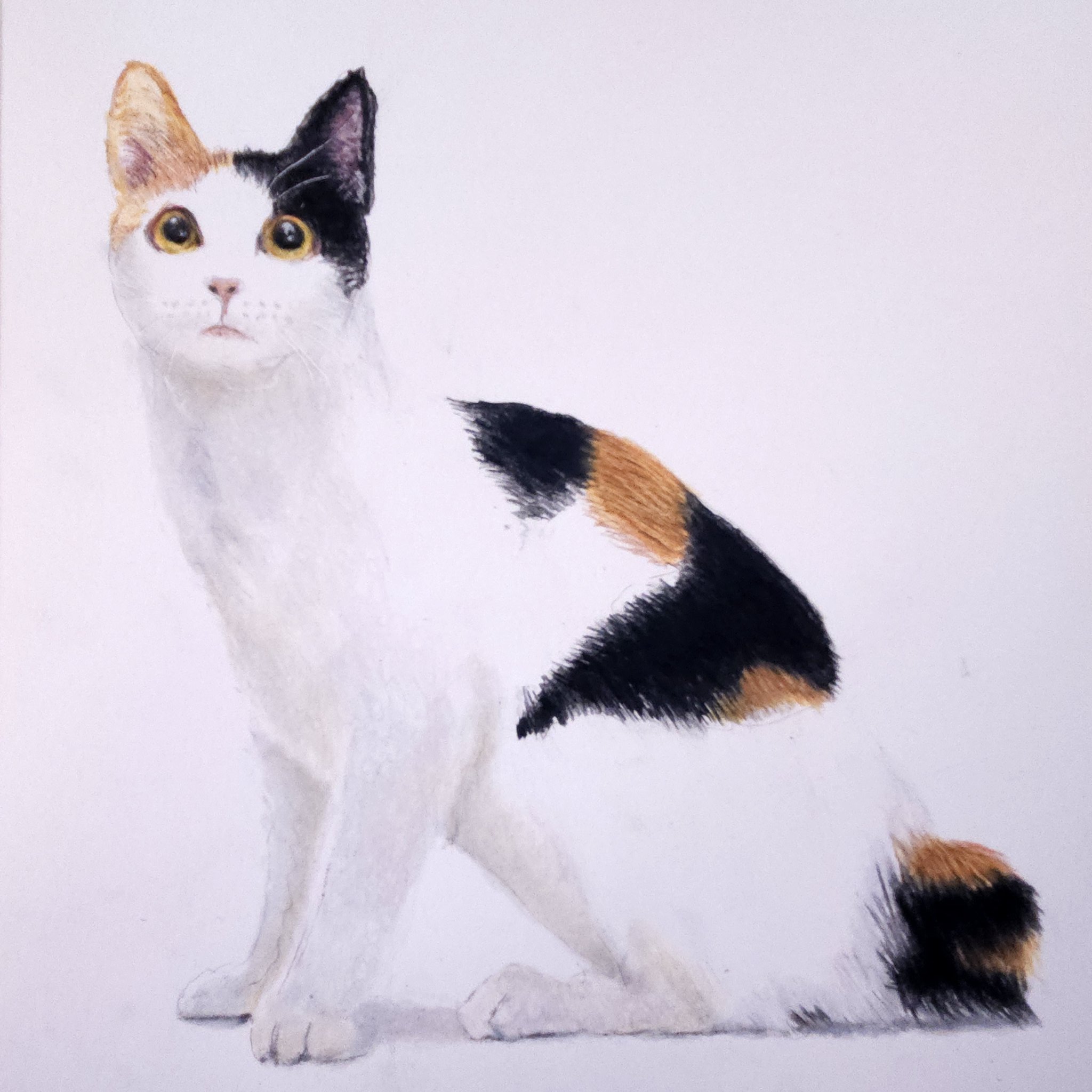 色鉛筆画 A4 2作品 ☆モア☆ 色鉛筆画 – търсене / X