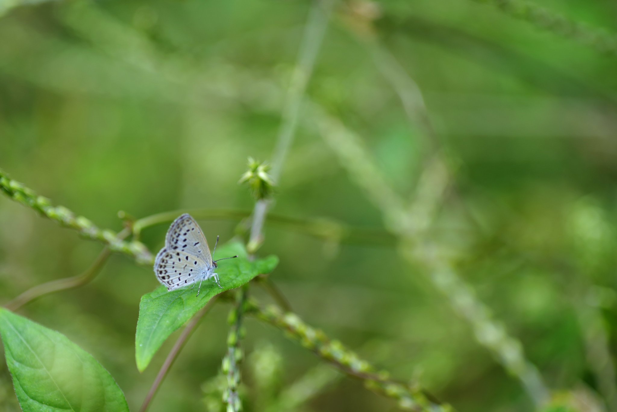 𝒀𝒖𝒅𝒚𝒔𝒖𝒏 𝑷𝒓𝒂𝒕𝒂𝒎𝒂🇯🇵🇺🇦 on X: 