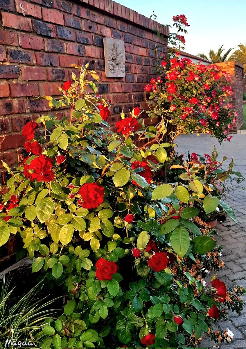 As dit met ons goed gaan, is ons makliker geneig om te dink ons sukses kom uit eie krag. Ons kan nie ons afhanklikheid van God verloor nie, al gaan dit hoe goed.
Goeiemôre, seënwense🙏🏻