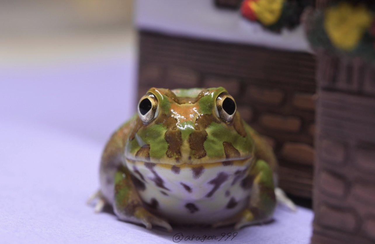 カエル♡ 000000000003-01-l.jpg?t=