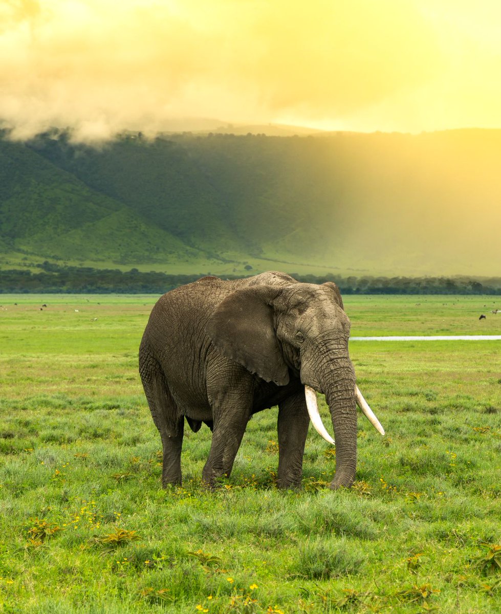SoEarthen's tweet image. Ngorongoro Crater  #Elephant #Sunrise