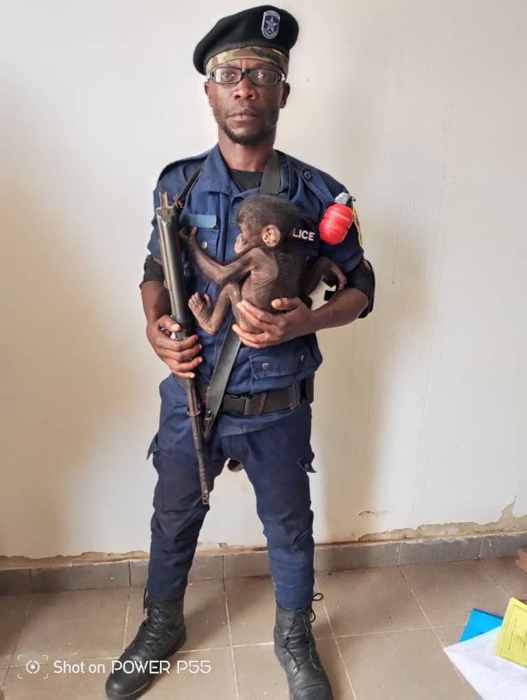 Conserv Congo tweet media