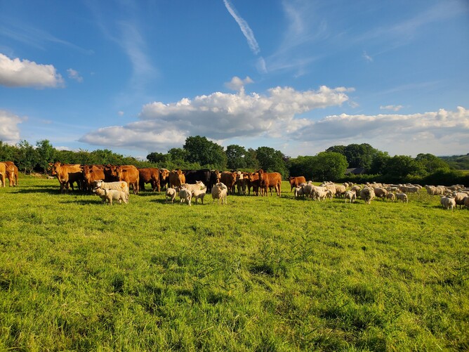 SamaHoole's tweet photo. Red meat from Britain is among the most sustainable in the world.

90% of the water comes from rainwater, rather than being pulled from reserves.

70% of the diet comes from grass, with the remainder coming from byproducts, silage, and grains that aren't considered edible.

65% of UK's farmland can't be used for crops...grazing animals are the only way to make use of them.

Cattle and sheep only account for 5.7% of UK's total emissions.

You're doing your bit for the planet to eating more red meat.

And if you shun red meat for soybeans and avocadoes, you're hurting the planet.