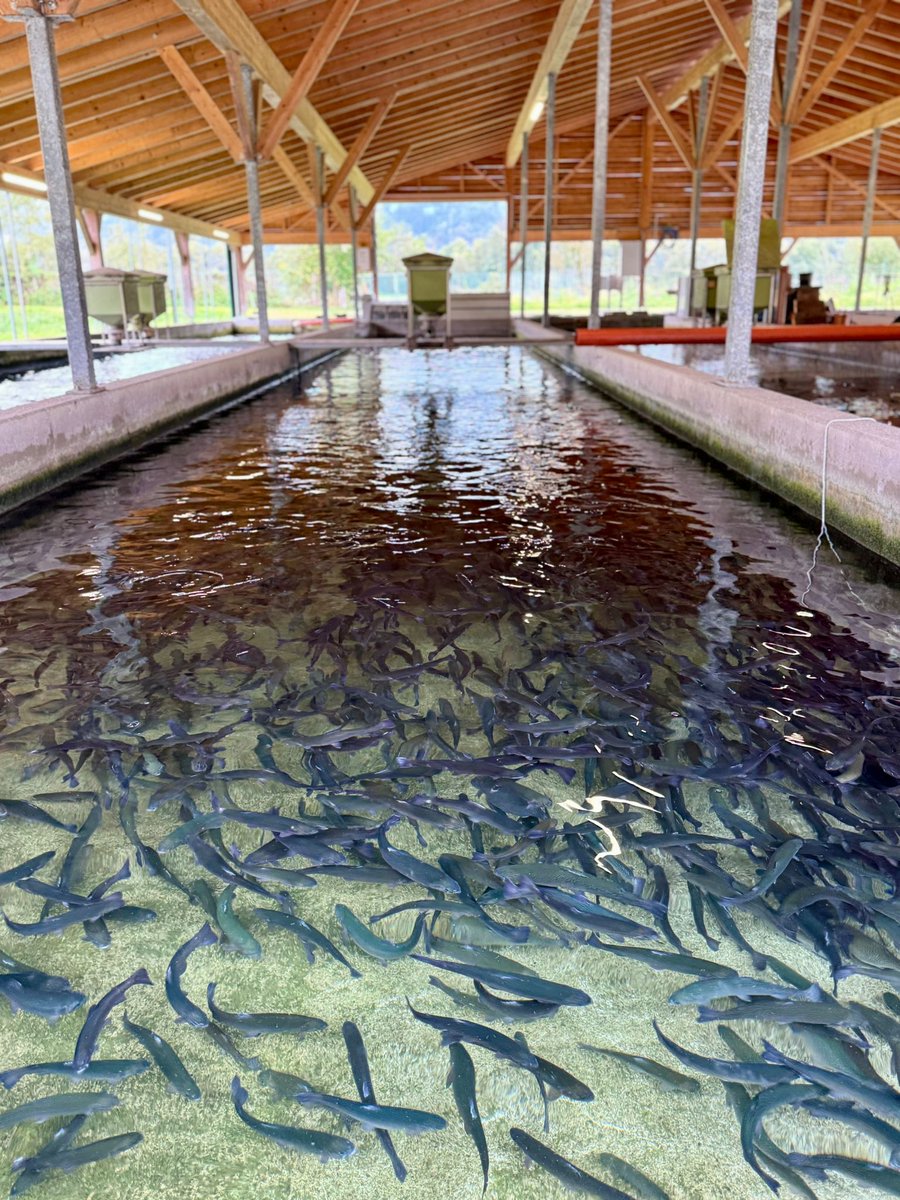 EU_MARE's tweet photo. ✨ Following inspiring discussions at this year’s EMFAF 🇪🇺Monitoring Committee meeting in Spittal an der Drau, Carinthia 🇦🇹, the participants had the opportunity to visit the aquaculture facility family Jobst🐟🐠 co-funded by 🇪🇺#EMFF/EMFAF. https://t.co/om8VxG2GsY
