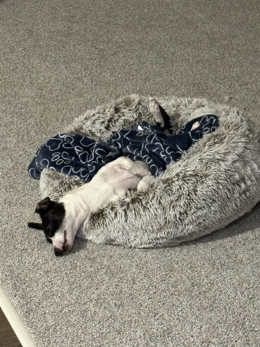 Bazinga🦋 (@bazinga419) on Twitter photo 