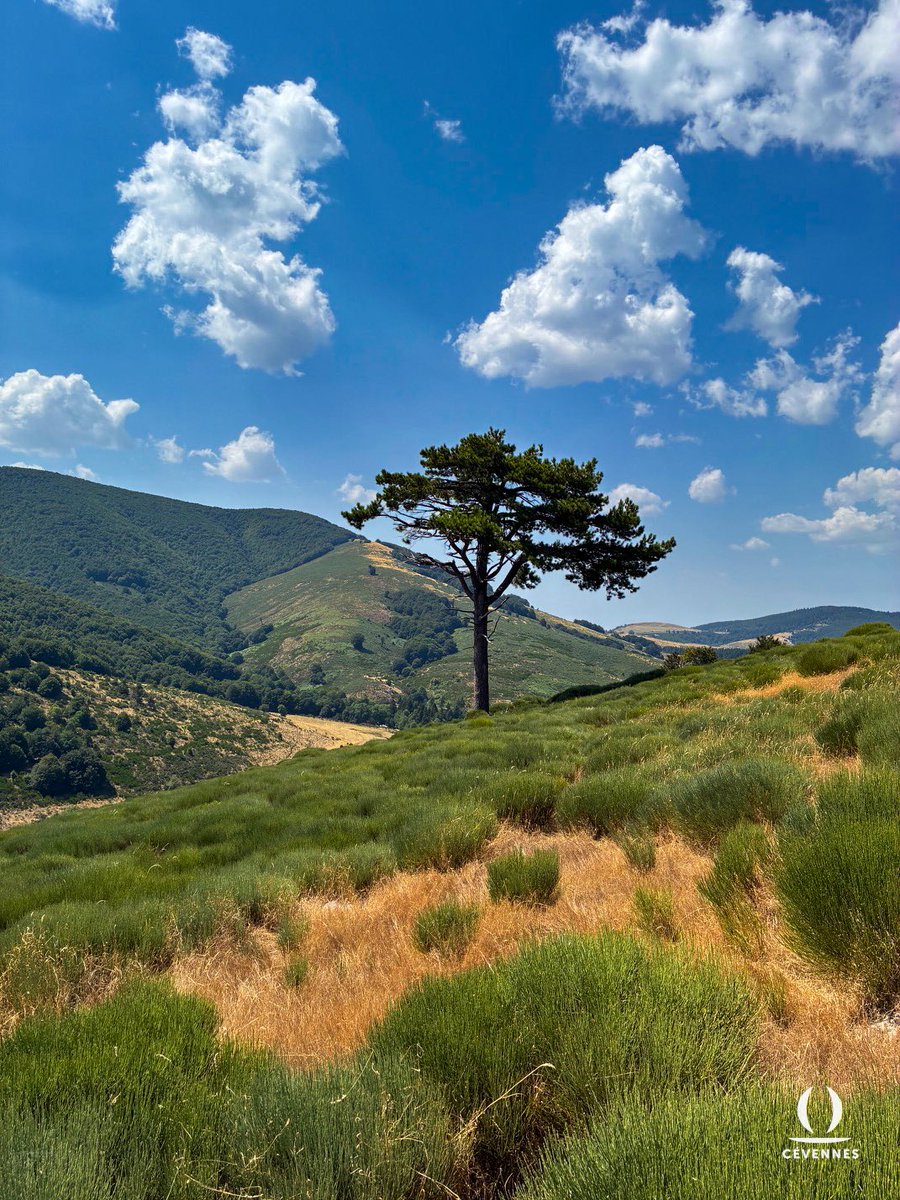 « Mes feuilles verseraient l’oubli sacré du mal,
Le sommeil, à mes pieds, monterait de la mousse ;
Et là viendraient tous ceux que la cité repousse
Ecouter ce silence où parle l’idéal. »
🌳🌱⛰️🌤️
📖 Victor de Laprade
📷 Jérémy Latge
🗺️ Mont Aigoual
#Cevennes #Oraterra