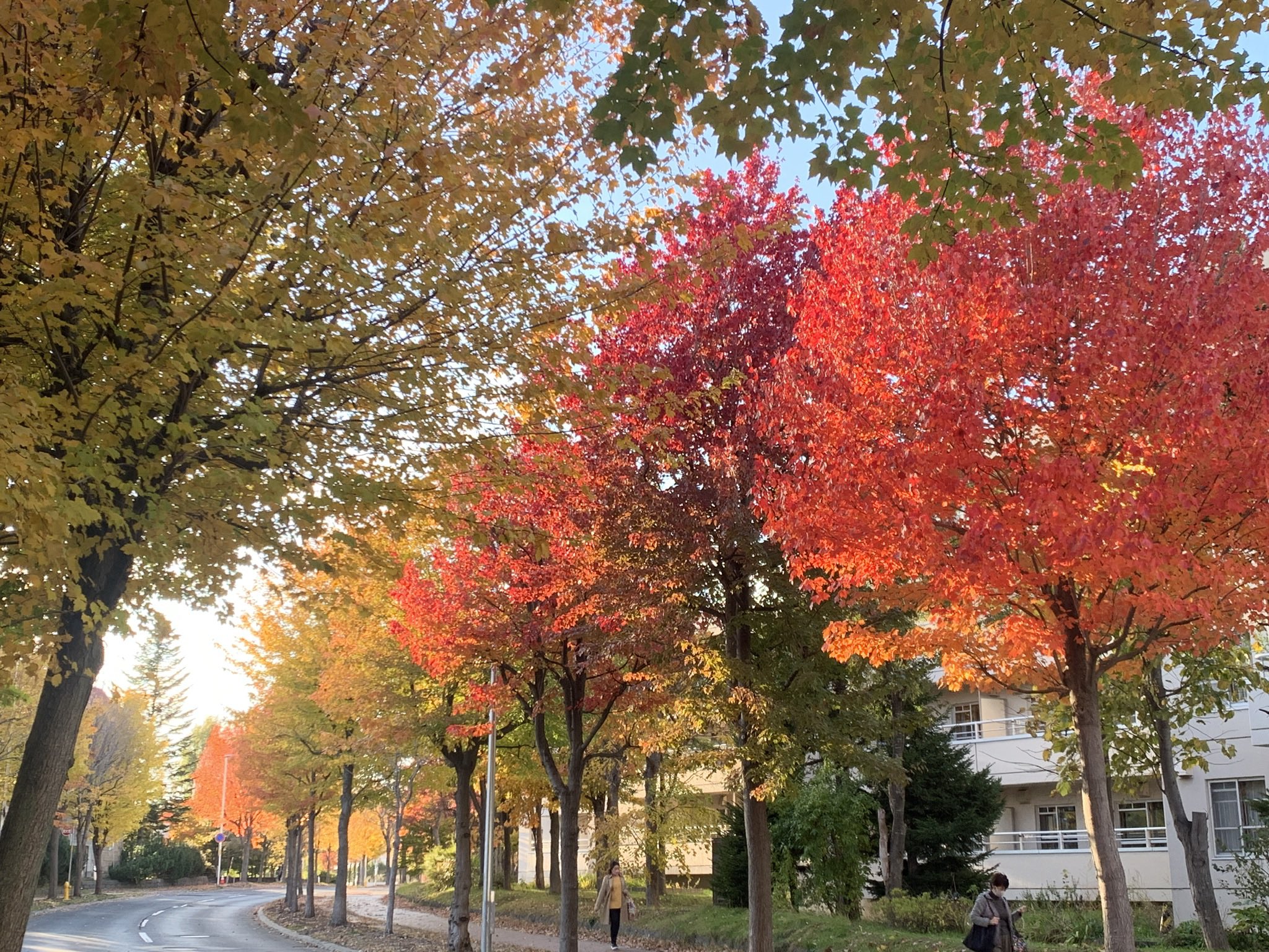 紅葉☆ 日本一早い紅葉をOM-5 Mark IIで撮影してきました📸 道外は残暑