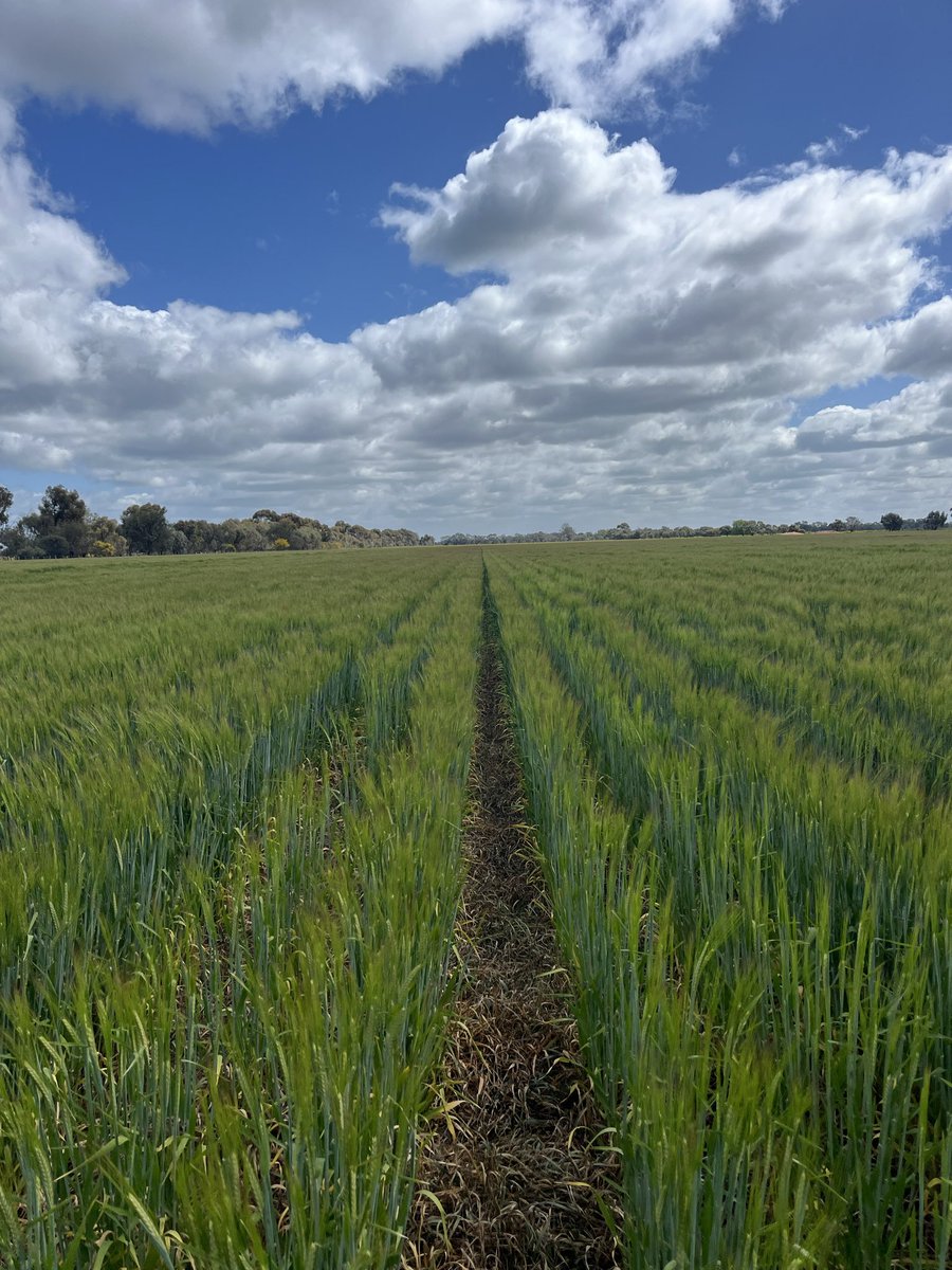 Paddock check in Boort: Neo barley heading out strong and even. Promising stand—fingers crossed for solid yields ahead. 🌾