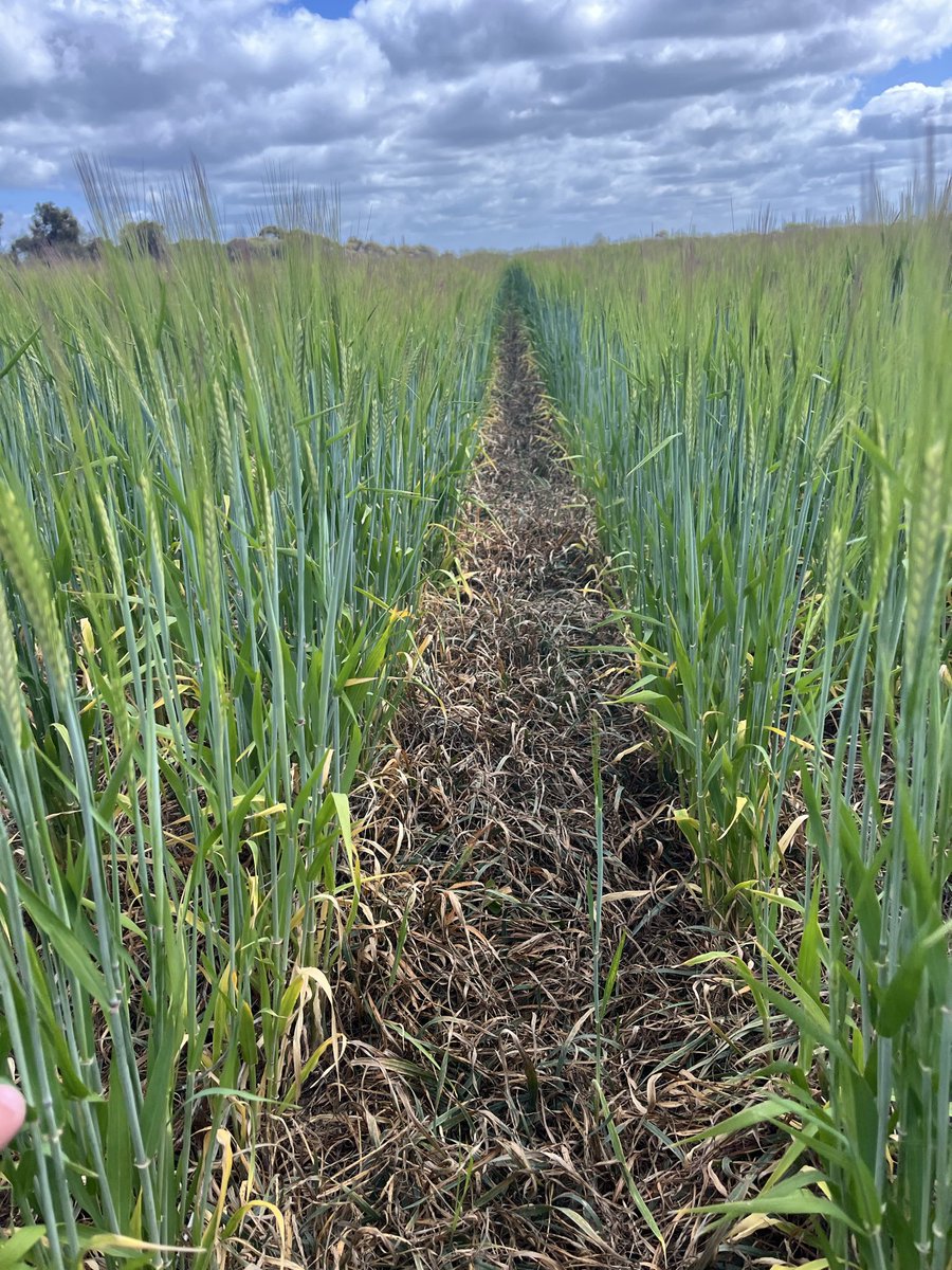 James Ferrier tweet media